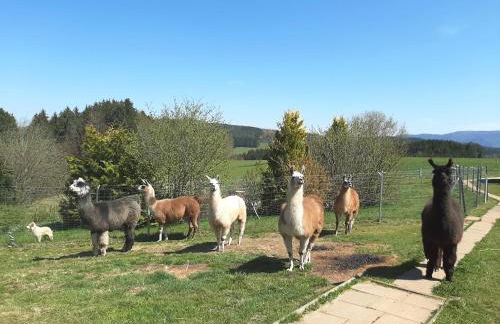 ruhiges Wohnen am Lama und Maine Coon Hof in Alleinlage in Biederbach 3 Zimmer mit Kochgelegenheit Bad - Foto 49