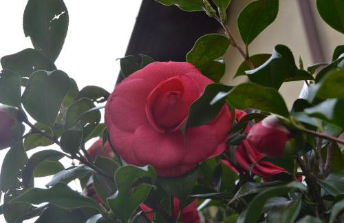 La Rosa e la Spina - Independent House with Garden, Dervio-Lake Como - Foto 7