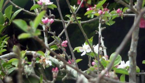 1br in quaint area, subway 12 mins to downtown, free EVcharge - Foto 3, Garden