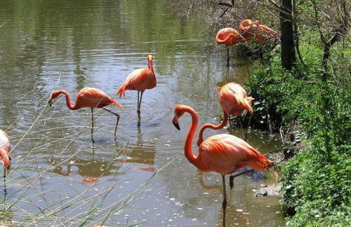 Enjoy The Salt Life Private Salt Pool Walk 2 Beach Relax in Jax - Foto 55