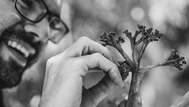 Pitaquitos decorativos