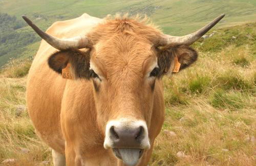 La maisonnette en bois - Photo 27