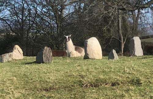 The Shepherds Hut at Hafoty Boeth - Photo 62