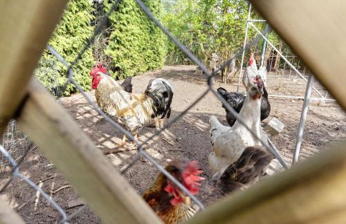 Blockhütte - Photo 30