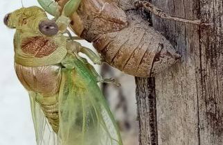 The Lake House'' -Trichonida Lake - Foto 63
