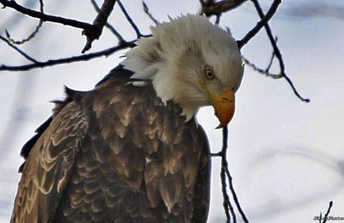 Cottage on the Mississippi Venue and dog friendly - Foto 35