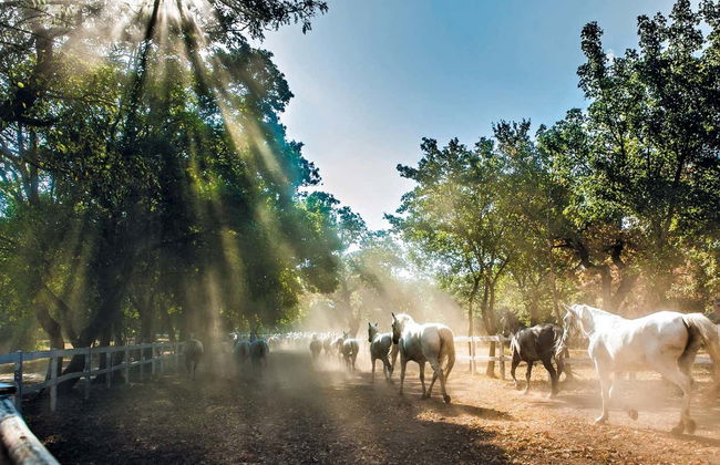 Excursion à Lipica et aux grottes de Skocjan - Photo 3