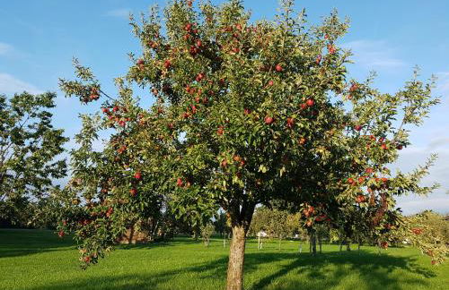 Appartements Apfelblüte - Foto 33