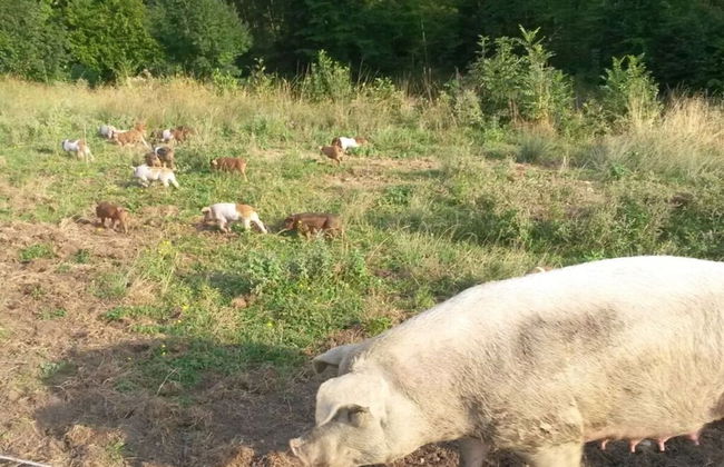 Richter Comfortable Holiday Residence - Photo 7