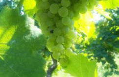 La Casa Vecchia - Foto 7