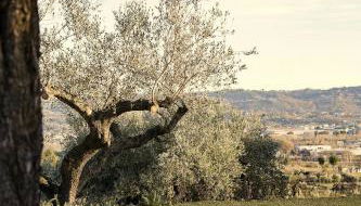 Modern House Among Spoltore Olive Trees - Foto 4