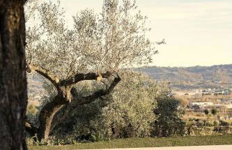 Modern House Among Spoltore Olive Trees - Foto 4