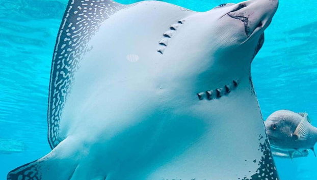 Sea World Gold Coast,Warner Bros. Movie World, & Wet'n'Wild Ticket - Foto 3