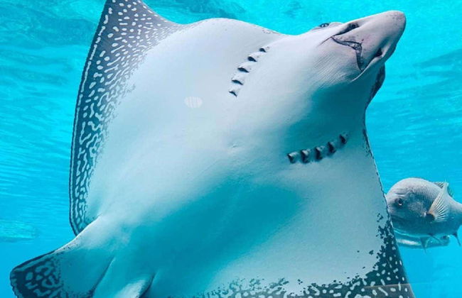 Sea World Gold Coast + Warner Bros. Movie World + Wet'n'Wild - Foto 3