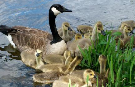 Serenity On The Lake - Foto 29