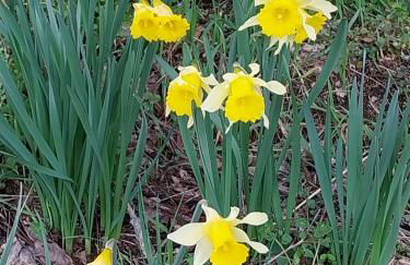 La ch'tiote meizou - Foto 16