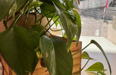 Residenze Vezza - La Corteccia- - Foto 14