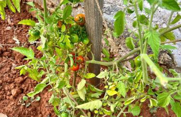 Villa Rosemary - Foto 30