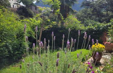 Trocito de Paraíso en la Sierra Espadán - Foto 3