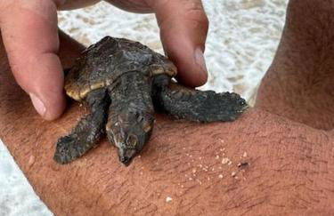 Beautiful Ormond Beachfront House! - Photo 41