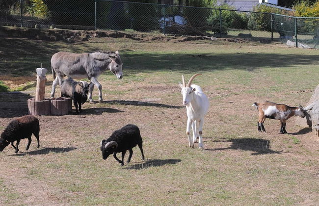 Chalet in Gerolstein Forest Holiday Park - Foto 9
