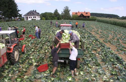 OAK COTTAGE - Foto 36