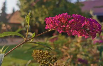 Ferienwohnungen Dirk Laurisch - Foto 30