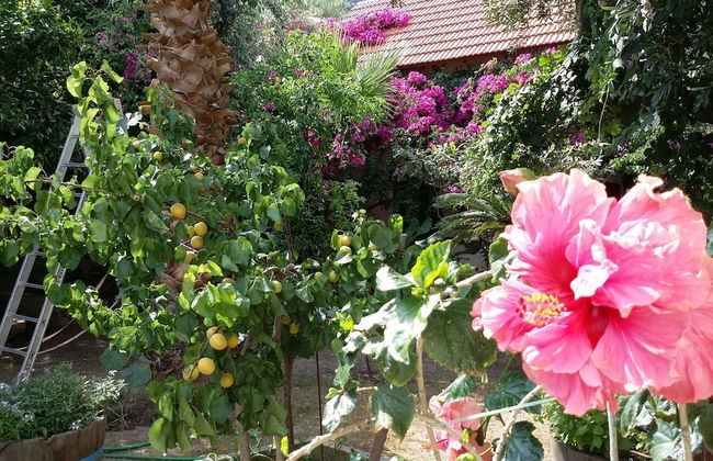 Exclusive Cottages are in S West Crete in a Quiet Olive Grove Near the sea - Foto 14