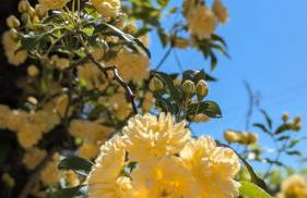 Chez Pascaline - Foto 12