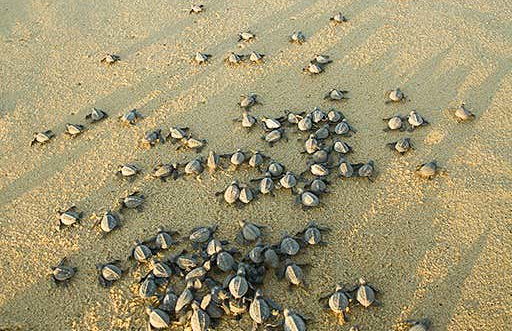 Turtle Release in Los Cabos - Foto 8
