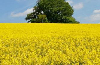 Manor Farm Courtyard Cottages - Foto 44