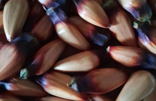 Chalé anjico - Foto 26