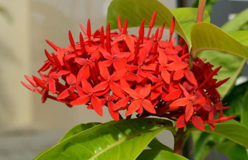 Residencial Portinari LTDA - Foto 58