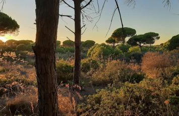 Casa Palmera - Foto 18