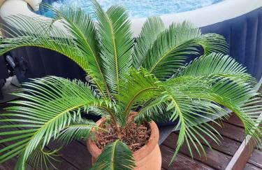 Mobilheim ANDREA wunderschöne Ferienwohnung direkt am Meer - Photo 1