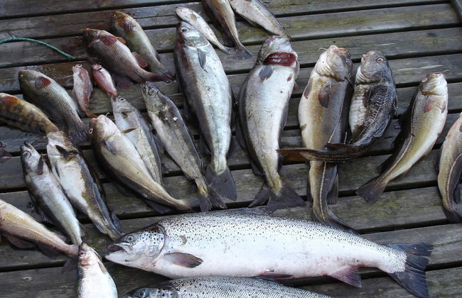 12 Person Holiday Home in Jelsa - Foto 25