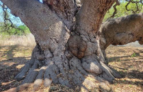 TJs Escape Landmark Oak Tree 1mile2river - Foto 11