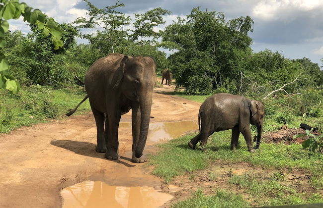 Plumeria Luxury Villas Udawalawe - Photo 24