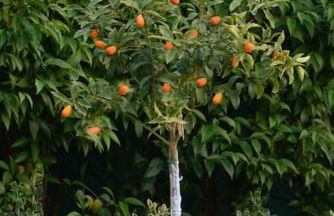 The Red House in Dassia - Foto 18