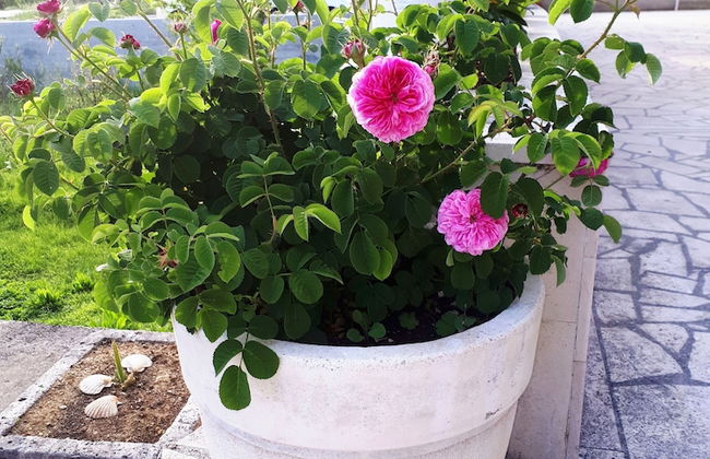 Apartments Lina - Foto 27