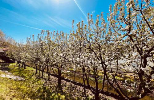 Agriturismo Il Cucchiaio di Legno - Photo 7