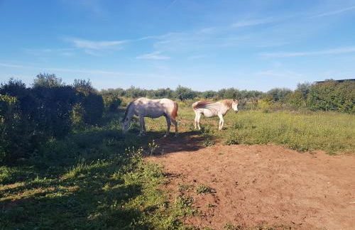 Quinta da Paz - Foto 14