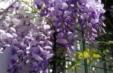 Haus zur Eule - Foto 24