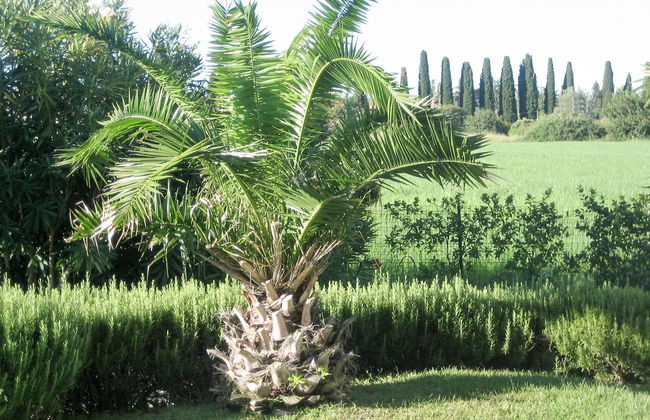 Le Camelie - Foto 22