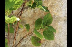 Charming House Lovro - Foto 15