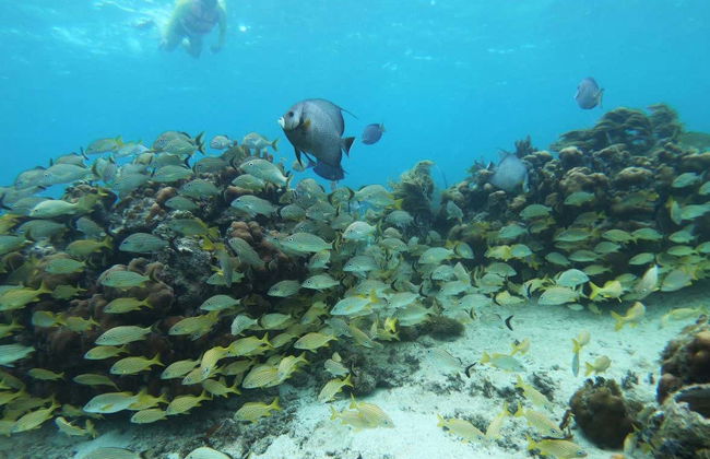 Snorkelling in Mahahual - Foto 7