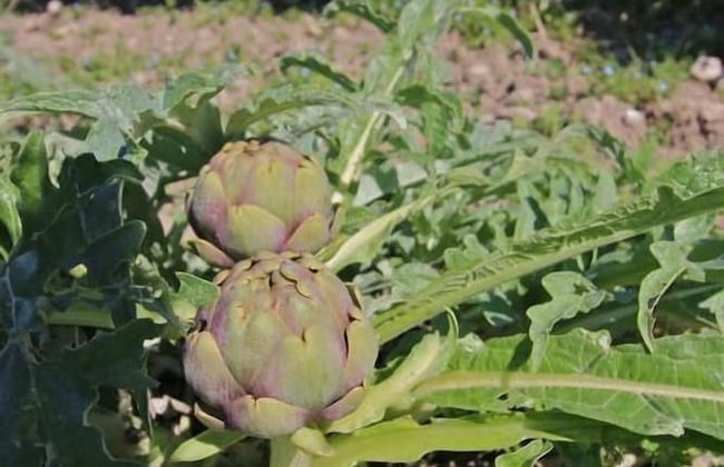 Agriturismo Porta Sirena - Foto 35