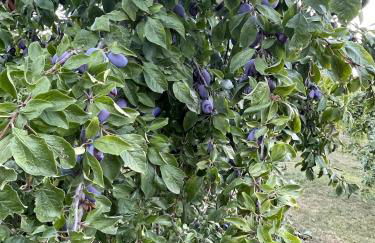 Am Rothen Hang - Foto 6