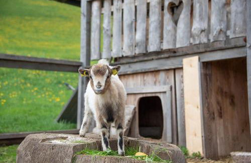 Oberglarzhof App Zirbel - Photo 15