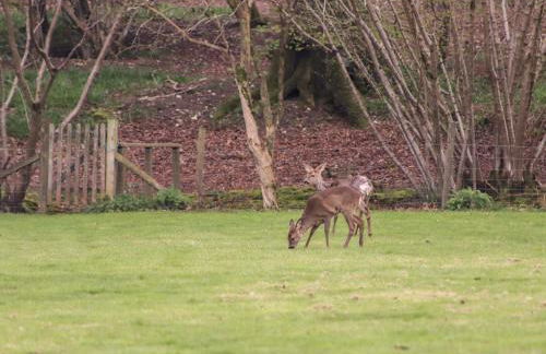 Deer Lodge - Photo 25